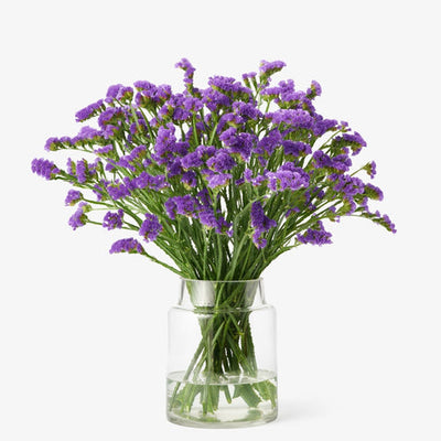 Statizen indigo