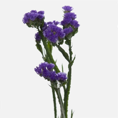Statizen indigo