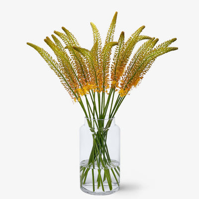 Steppenkerzen orange