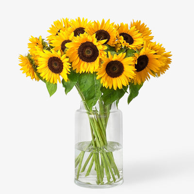 Schweizer Sonnenblumen