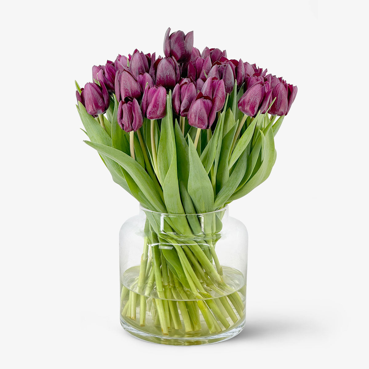 Klassische Tulpen dunkellila