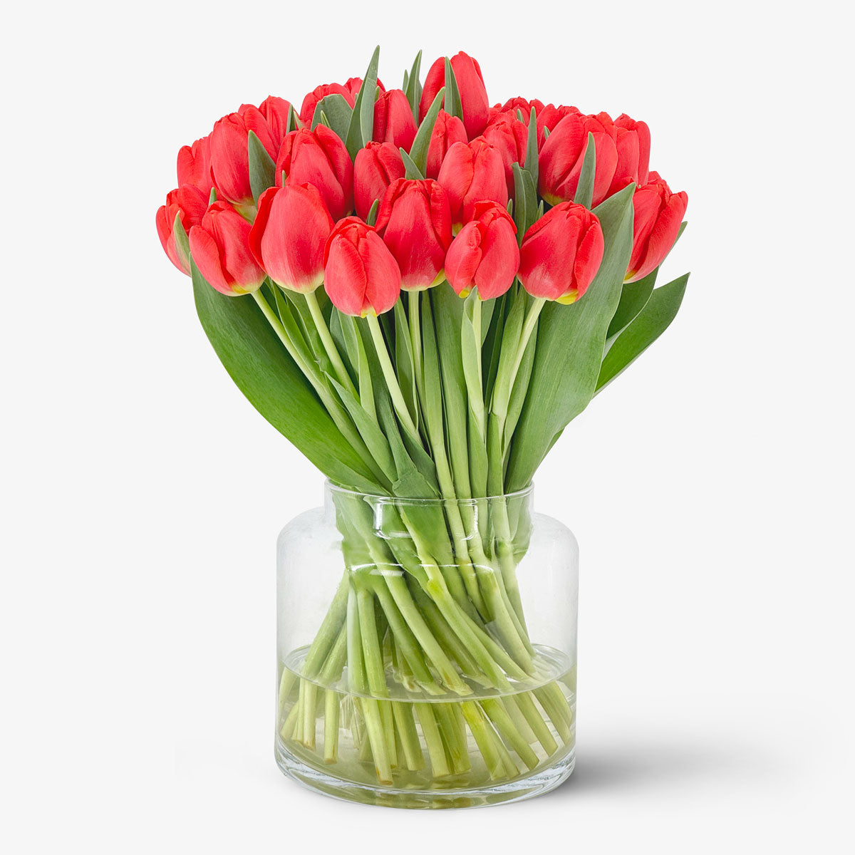 Klassische Tulpen rot