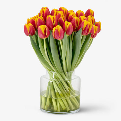 Klassische Tulpen rot-gelb