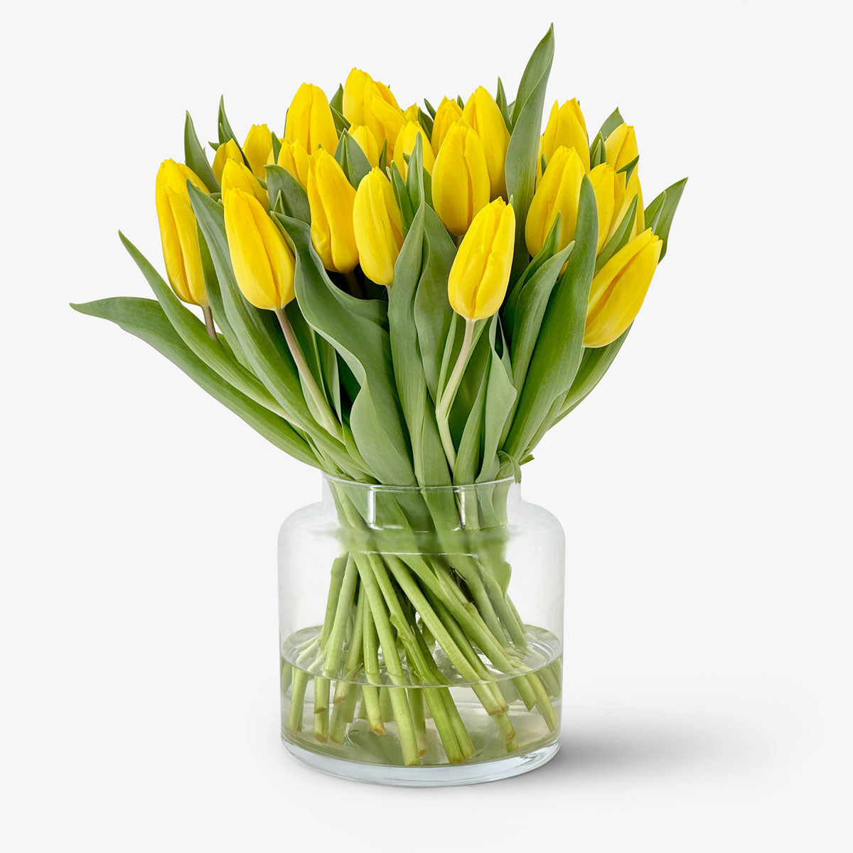 Klassische Tulpen gelb