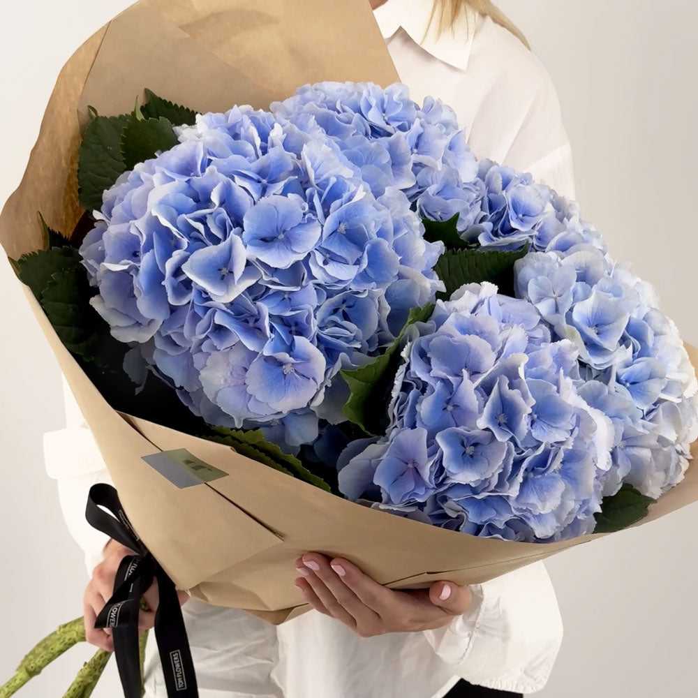 Hortensien hellblau
