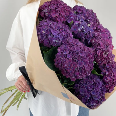 Hortensien violett
