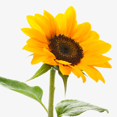 Schweizer Sonnenblumen