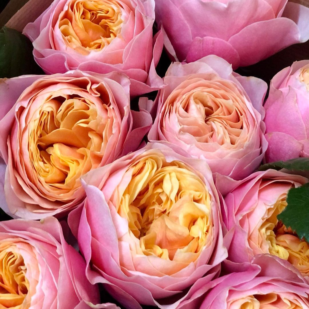 Vuvuzela Rosen lachsrosa