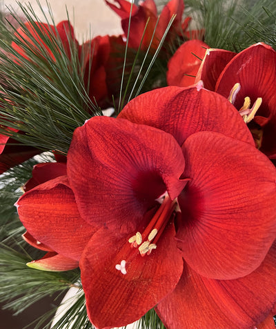 Adventsspecial No.4 Geschenk 2022