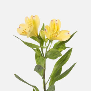 Alstromeria yellow