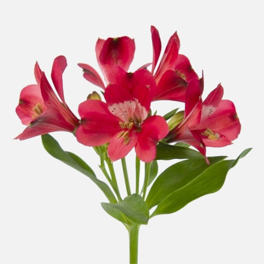 Alstromerien rot