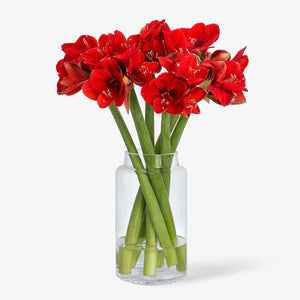 Amaryllis red