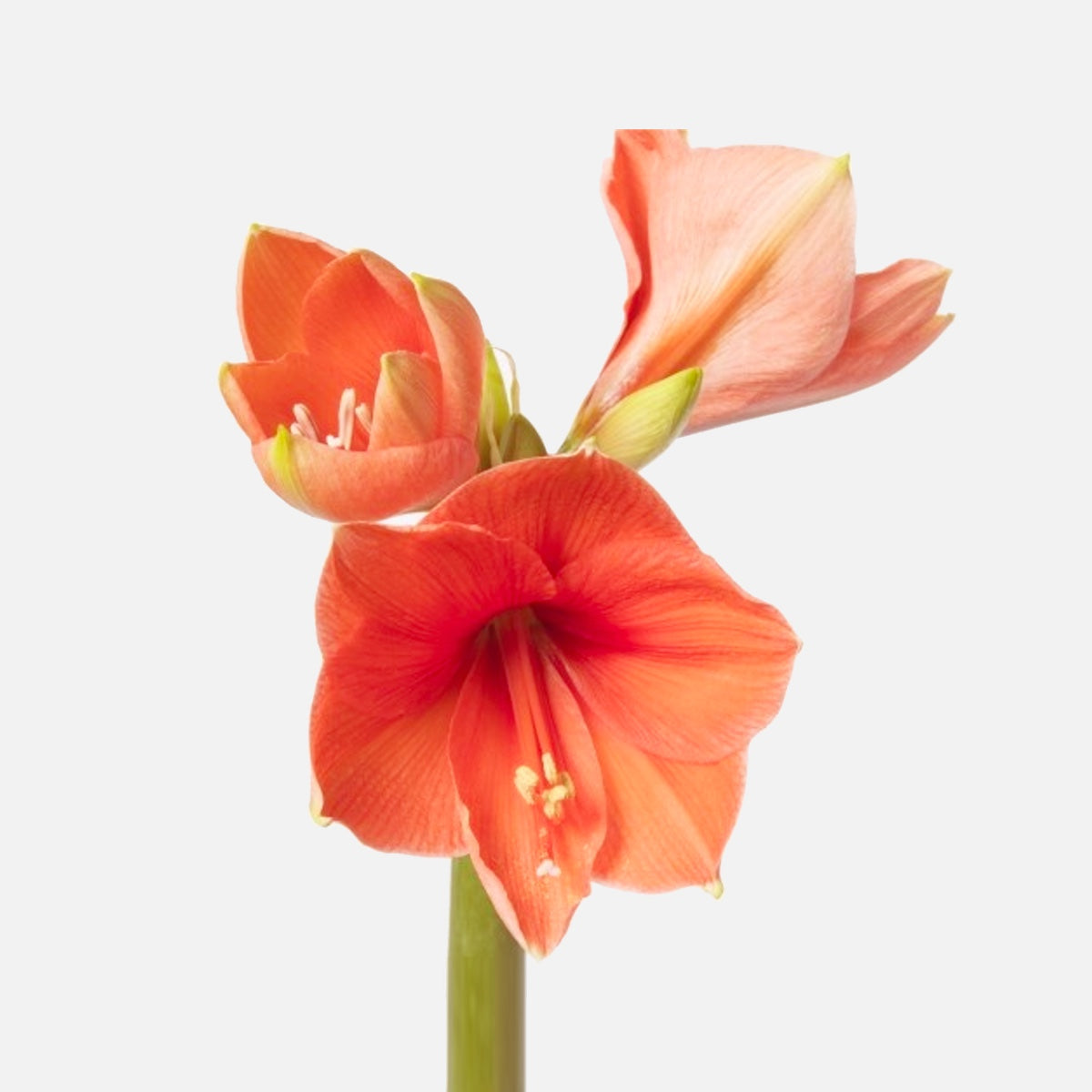 Amaryllis apricot EXP