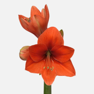 Amaryllis orange