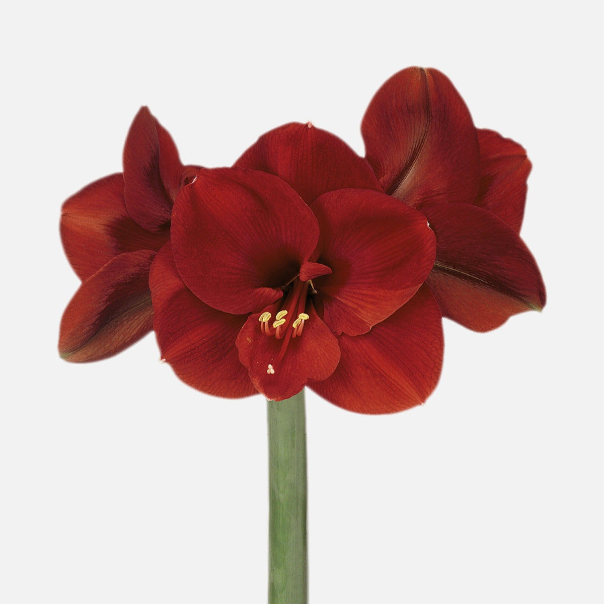Amaryllis dunkelrot