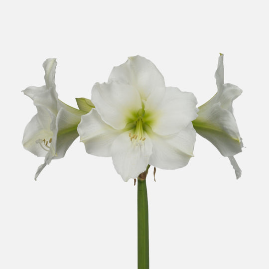 Amaryllis weiss online bestellen und kaufen – TOM FLOWERS