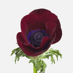 Anemone bordeaux