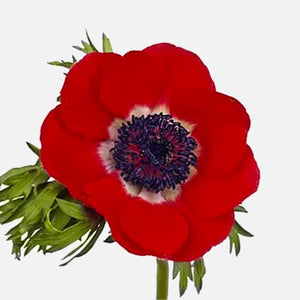 Anemone rot