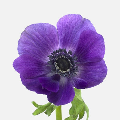 Anemone indigo