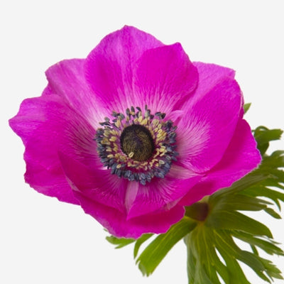 Anemone magenta