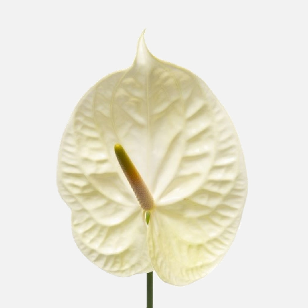 anthurium champagne Buy Anthurium champagne online – TOM FLOWERS