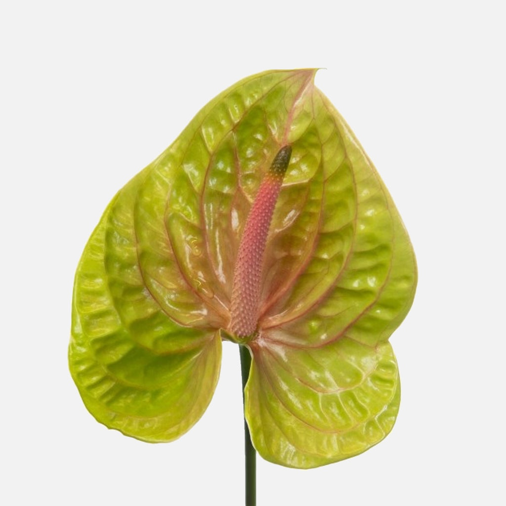Buy Anthurium pistache online  TOM FLOWERS