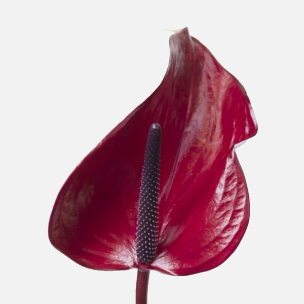 anthurium sangria Buy Anthurium Sangria online – TOM FLOWERS