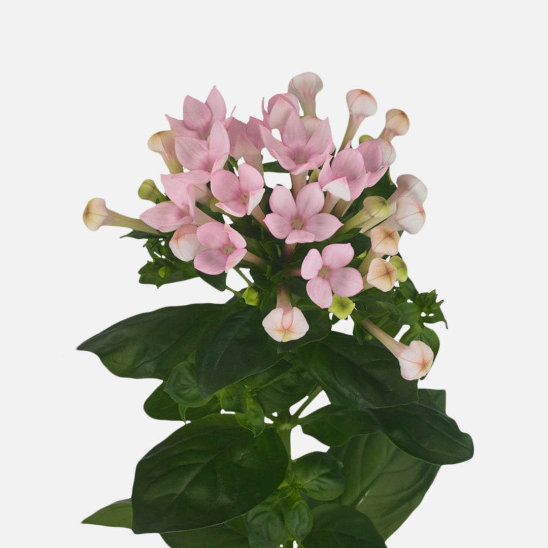 Bouvardien rosa online kaufen – TOM FLOWERS