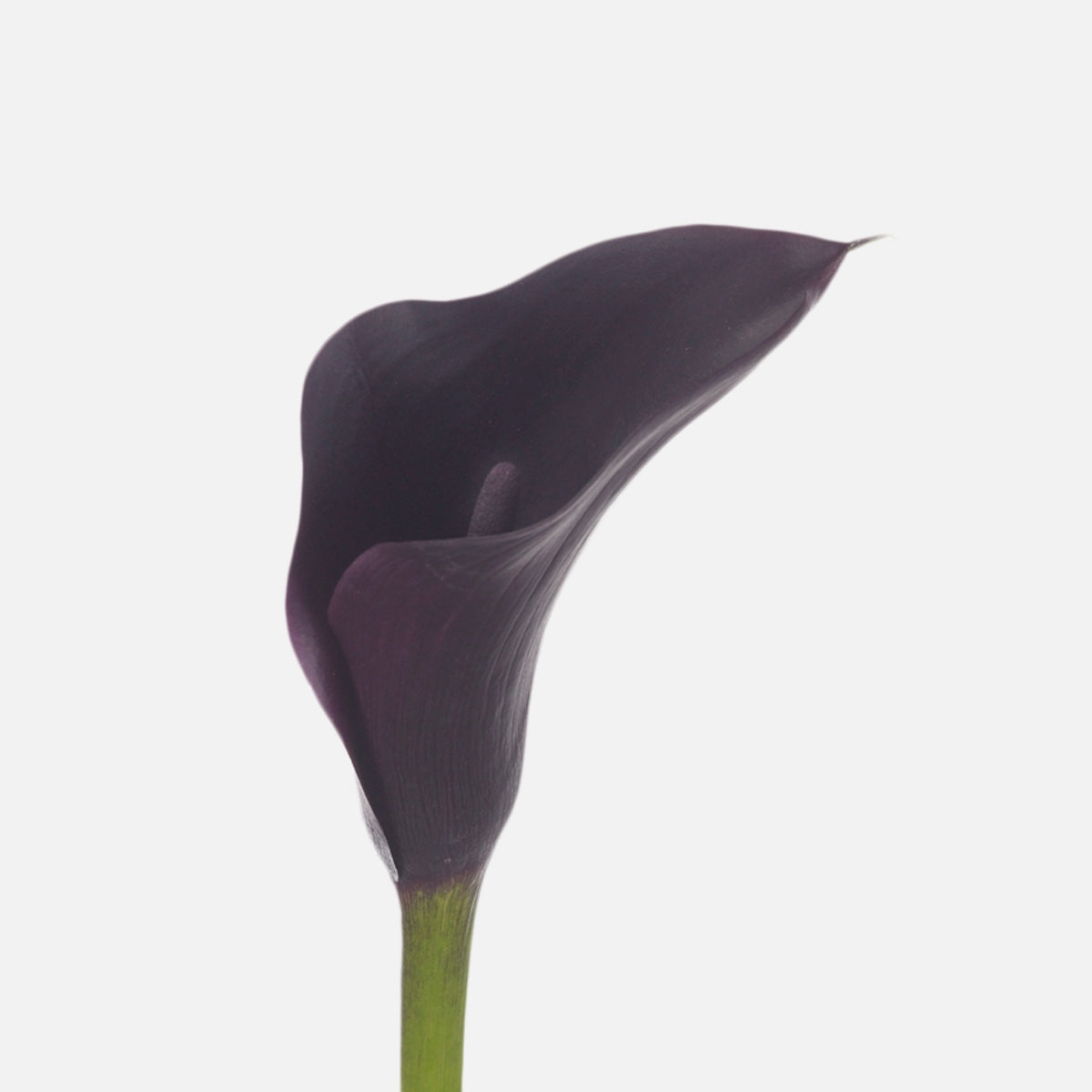 Calla dunkellila