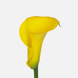 Calla yellow