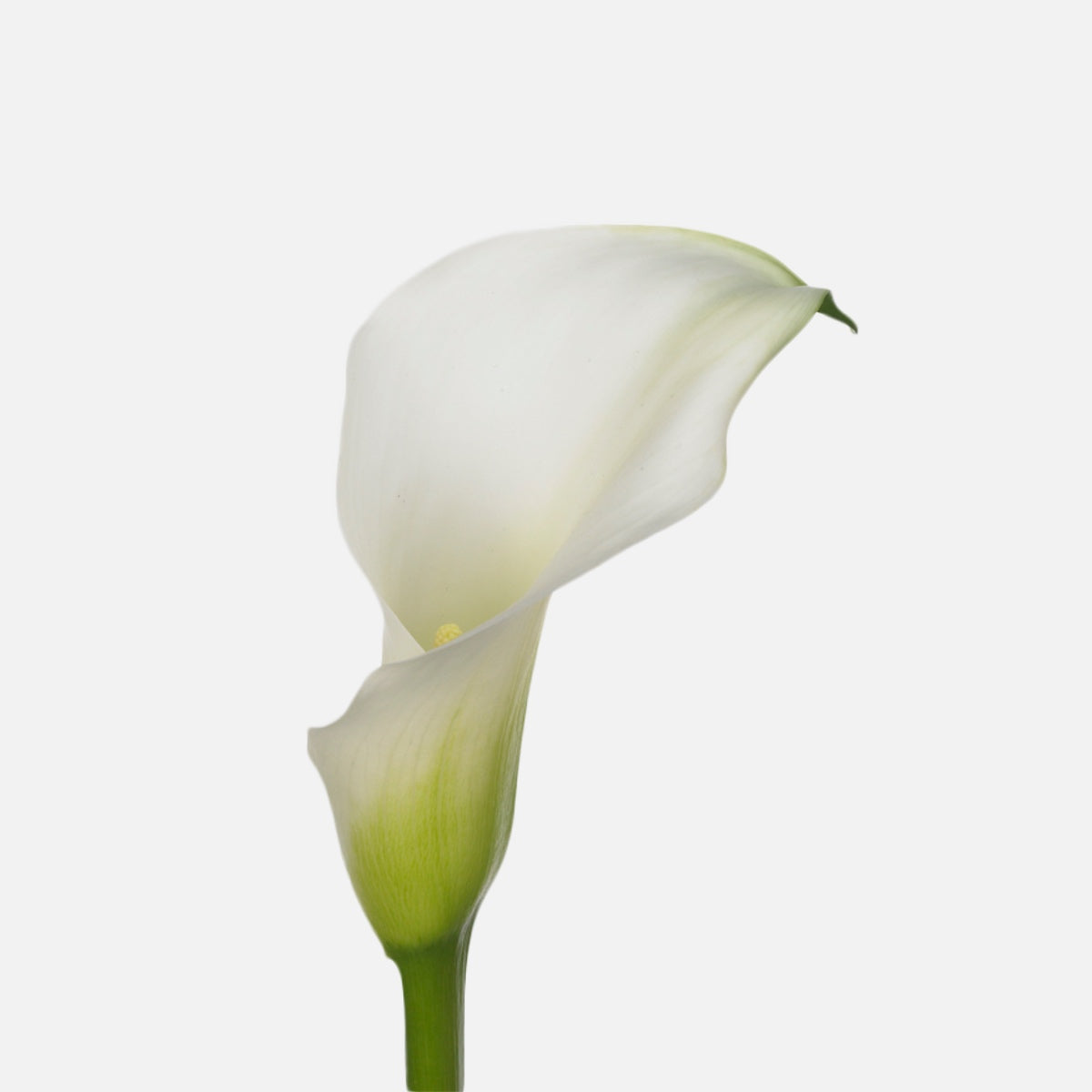 Calla weiss