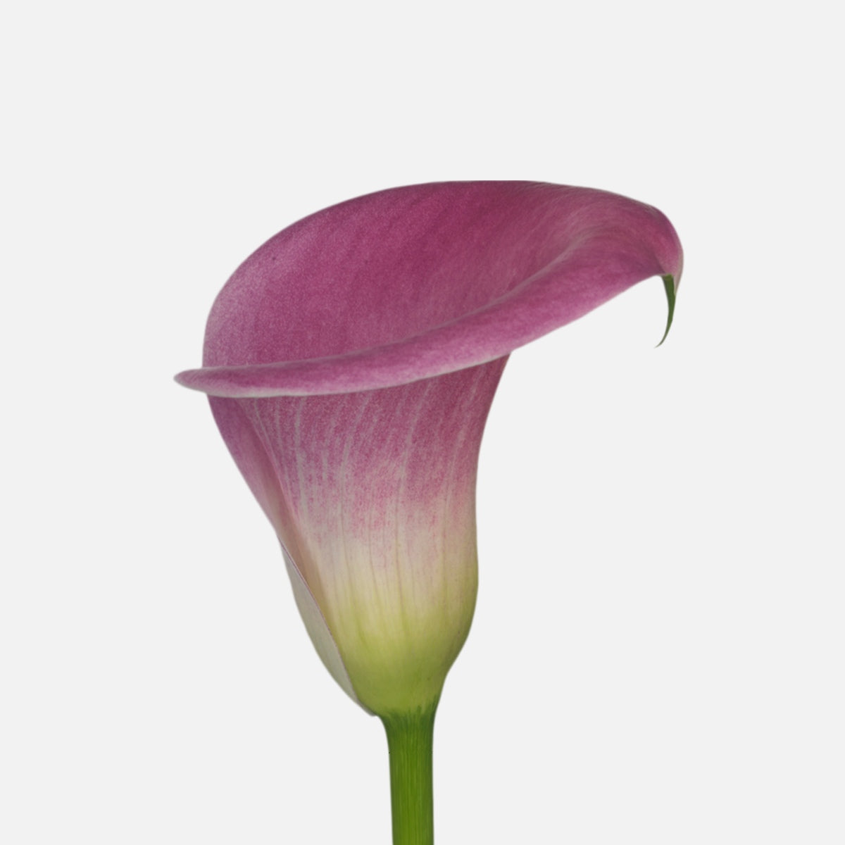 Calla rosa