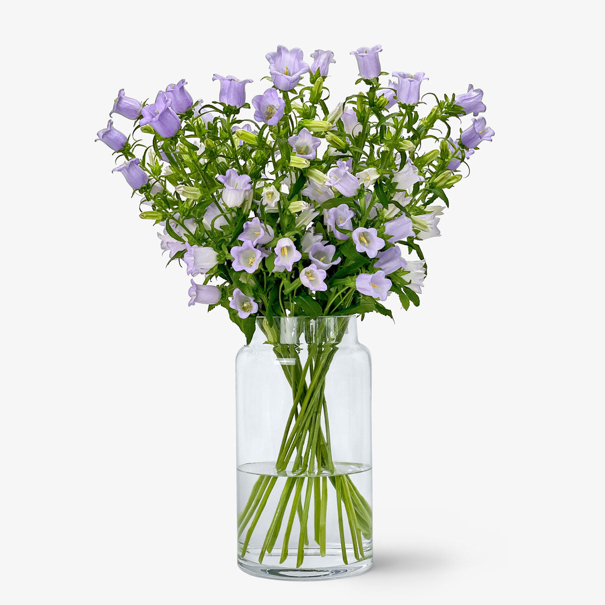 Campanula lavendel