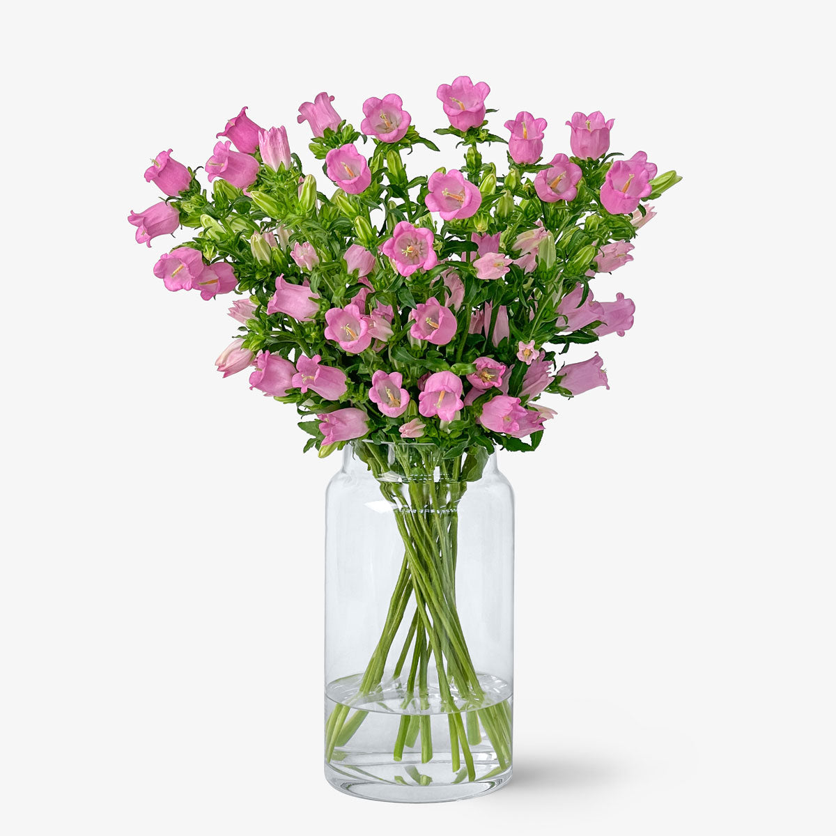 Campanula rosa