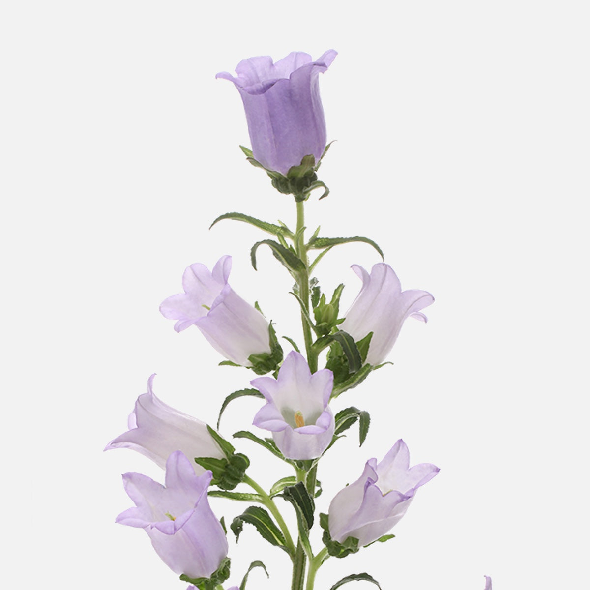 Campanula lavendel