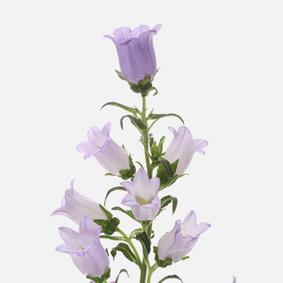 Campanula lavendel