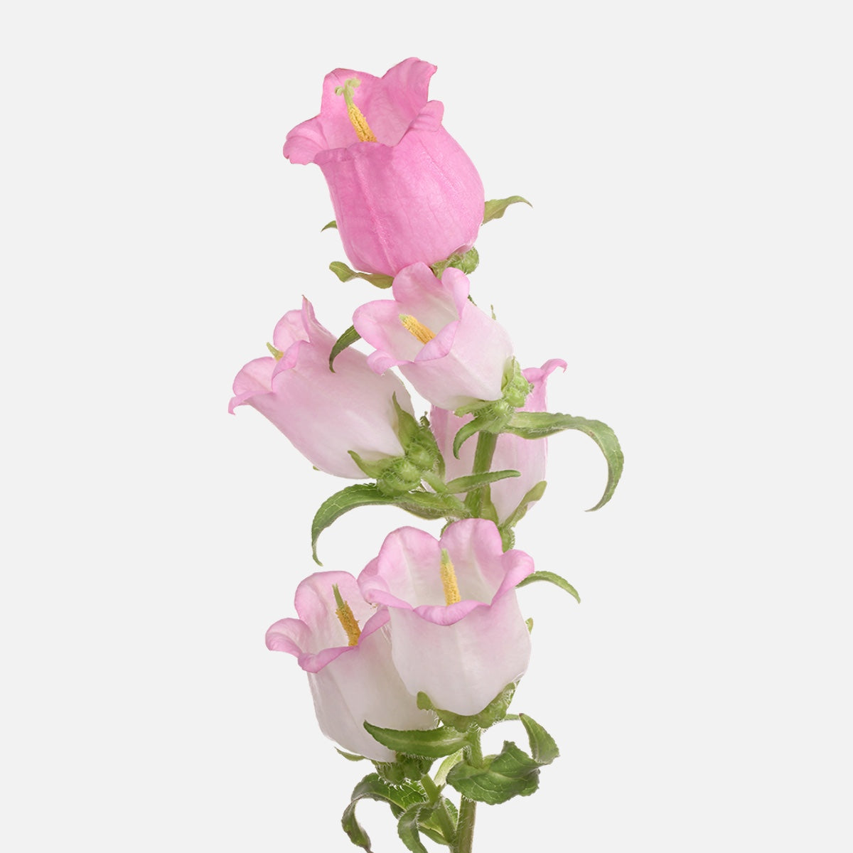 Campanula rosa