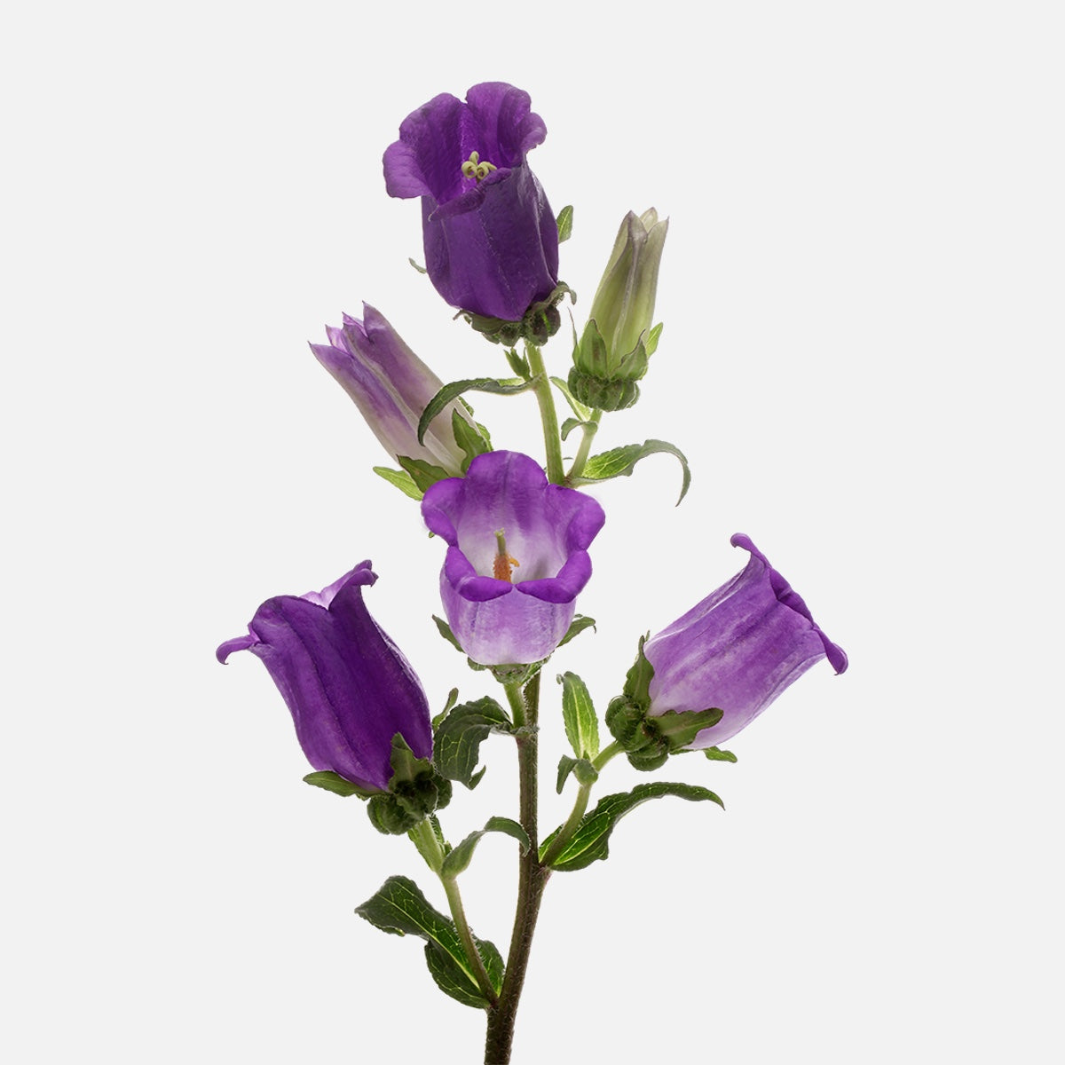 Campanula violett