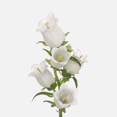 Campanula weiss
