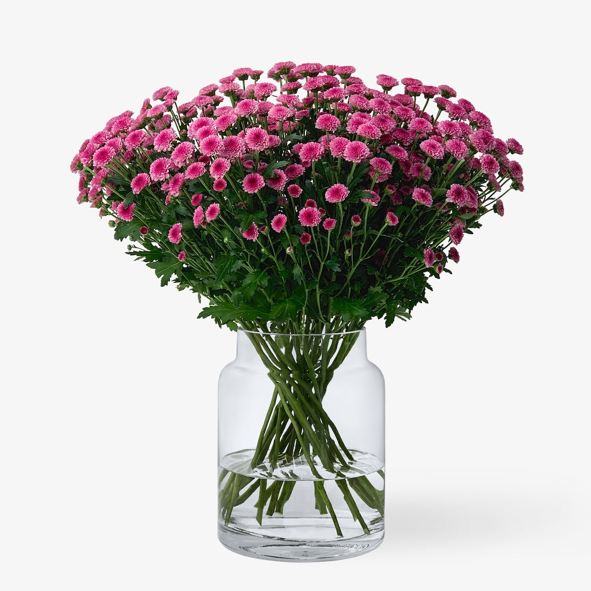 Santini rosa-lila