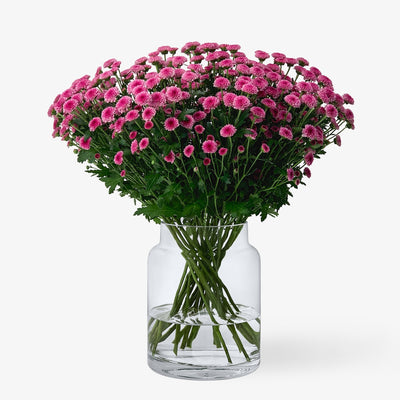 Santini rosa-lila