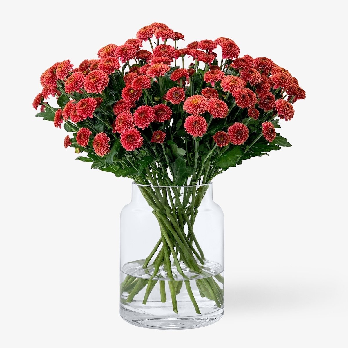 Santini Pompon rostrot online schenken – TOM FLOWERS