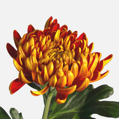 Chrysanthemen lava