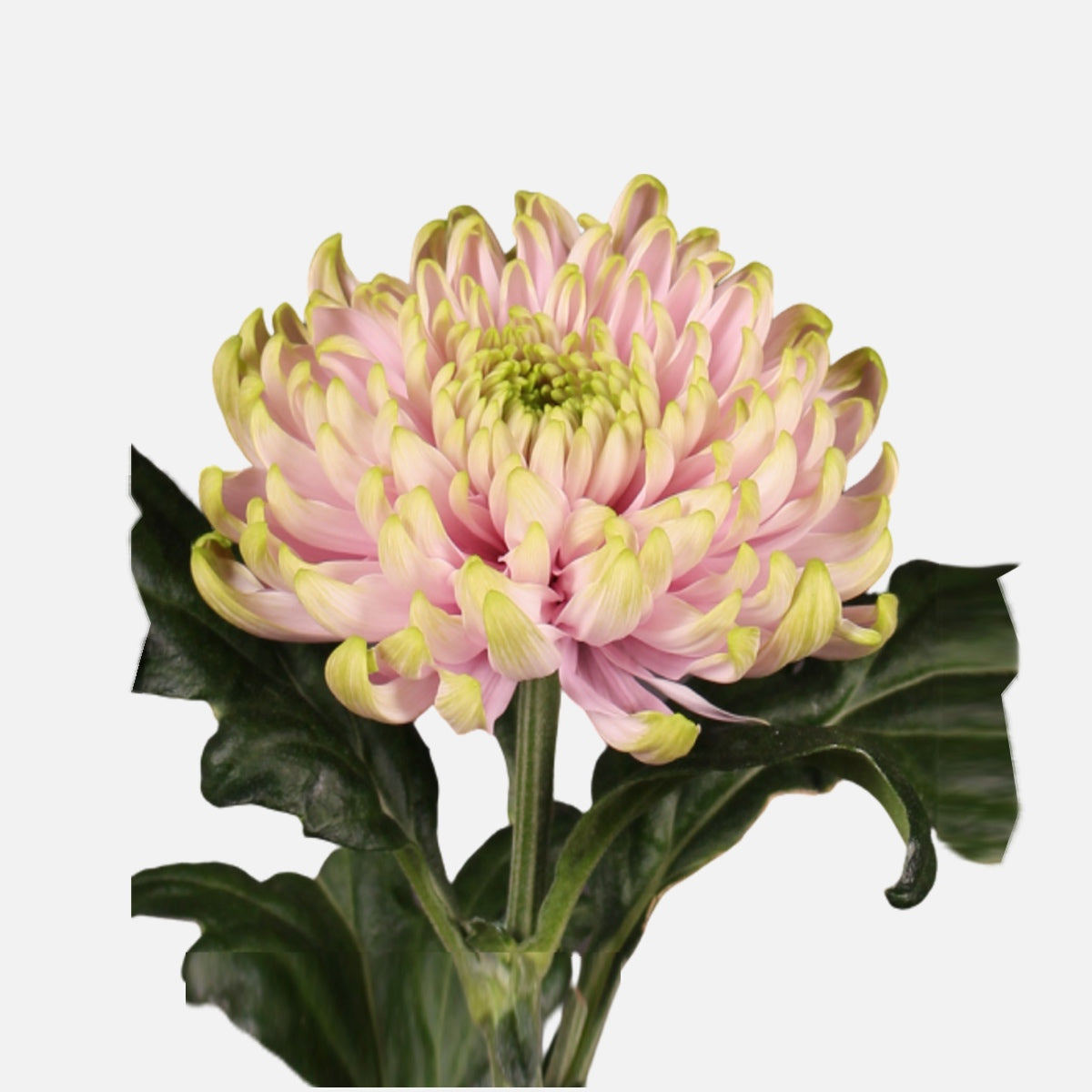 Chrysanthemum Princess EXP