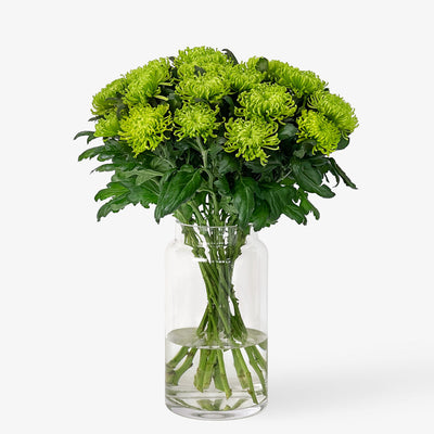 Chrysanthemen limegreen