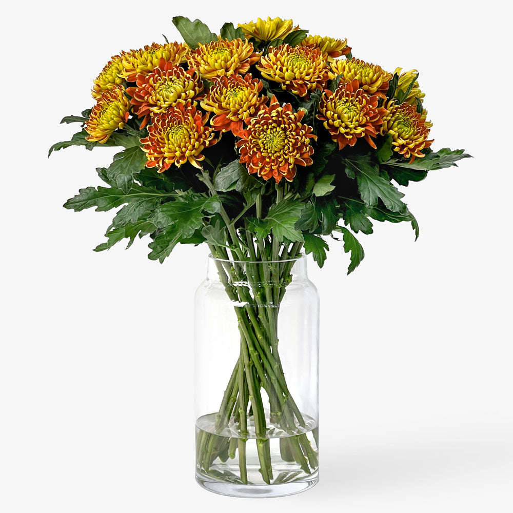 Chrysanthemen lava
