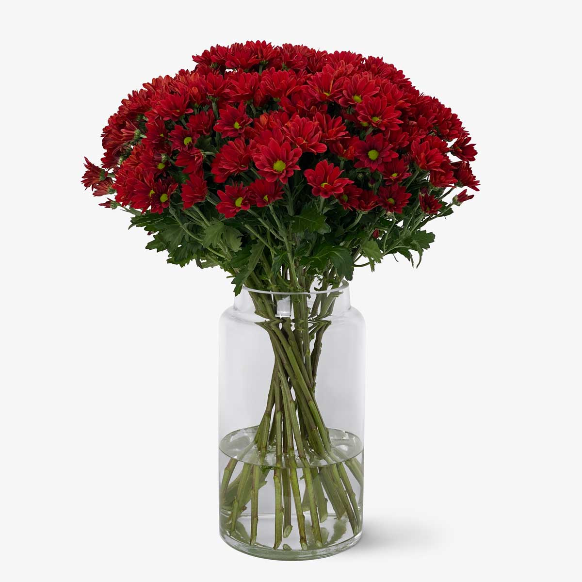 Spray Chrysanthemen rot