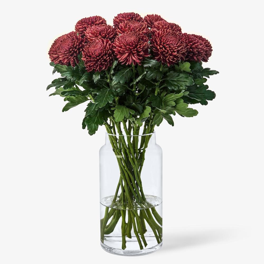 Chrysanthemums Rubina EXP