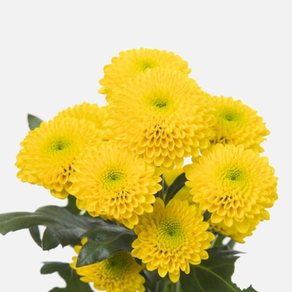 Santini Pompon gelb
