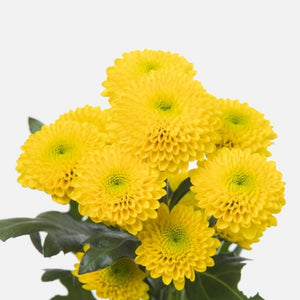 Santini Pompom yellow